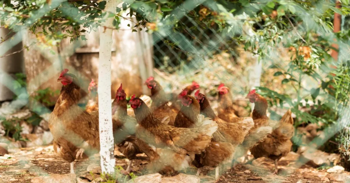 Buff Orpington